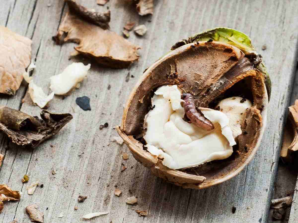 una noce fresca con un verme dentro