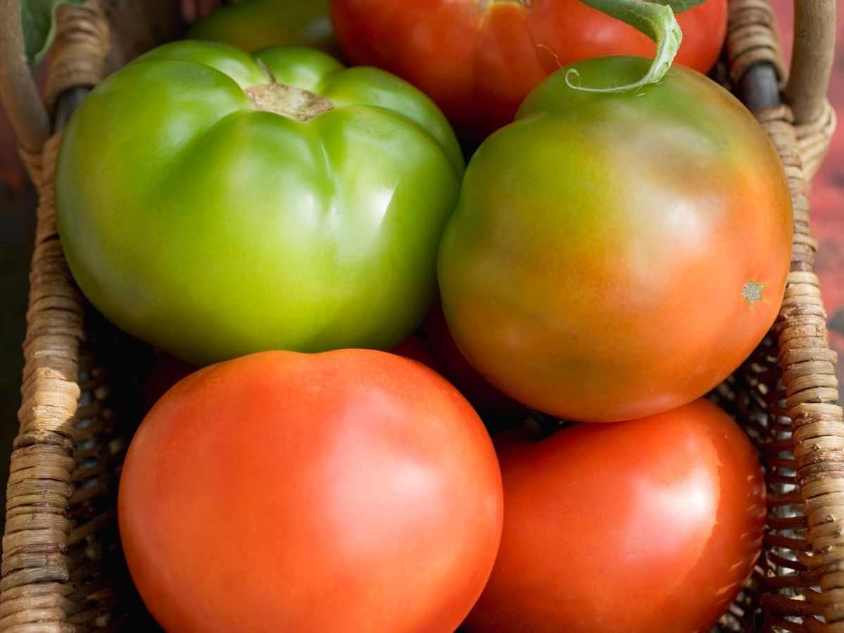 pomodori verdi e rossi